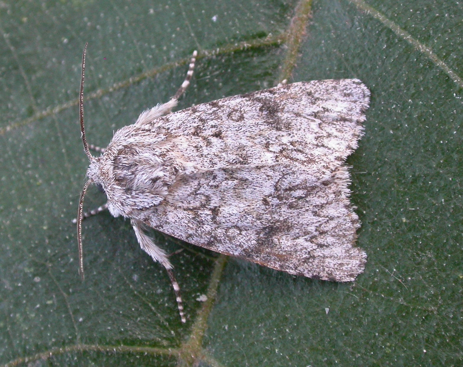 DSCN7768 Wolfsmelkuil Acronita Euphorbiae Wim Veraghtert Belgie.JPG